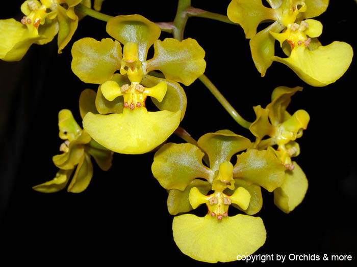 Oncidium_margalefii2