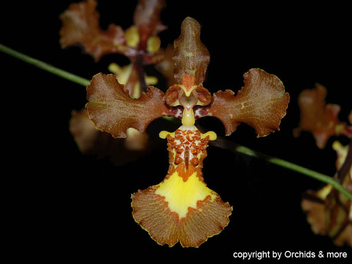 Oncidium_praetextum
