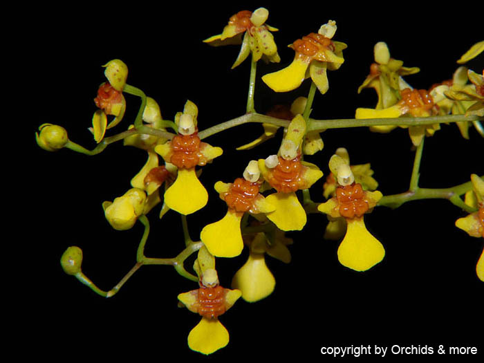 Oncidium_raniferum