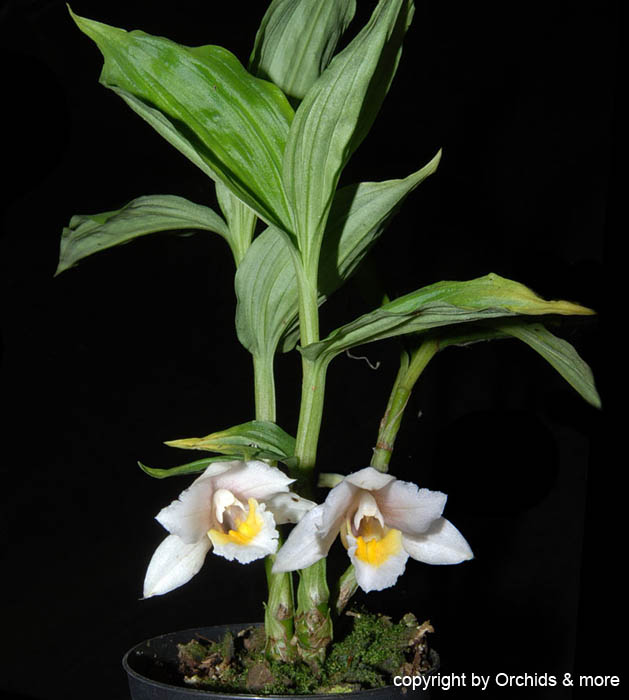 Phaius