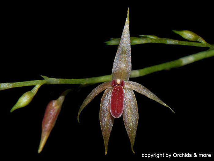 Platystele_consobrina