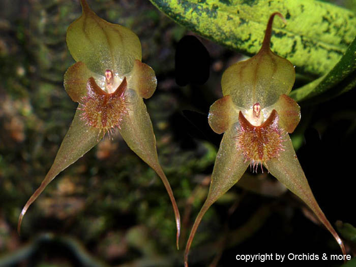 Pleurothallis_masdevalliopsis