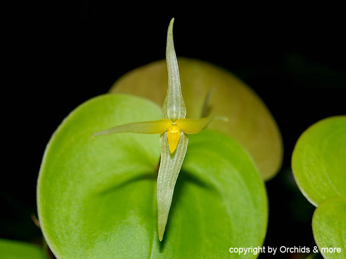 Pleurothallis_spec3