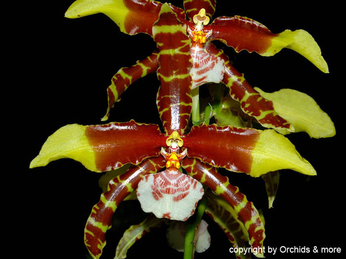 Rossioglossum_grande