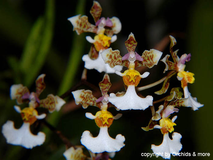 Tolumnia_tetrapetala