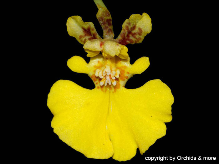 Tolumnia_urophylla