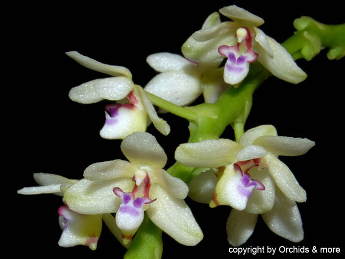 Tuberolabium_kotoense