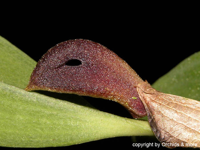 Zootrophion_atropurpureum2