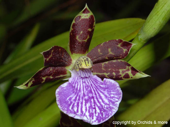 Zygopetalum