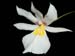 Miltoniopsis_roezlii