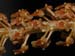 Oberonia_recurva