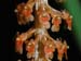 Oberonia_recurva_macro