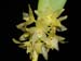 Octomeria_concolor
