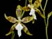 Odontoglossum_ariasii