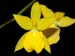 Oncidium_aureum