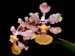 Oncidium_carthagenense