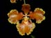 Oncidium_forbesii