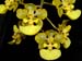 Oncidium_margalefii2