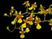 Oncidium_raniferum