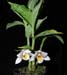Phaius