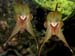 Pleurothallis_masdevalliopsis