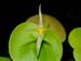 Pleurothallis_spec3