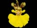 Tolumnia_urophylla