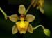 Trigonochilum_diodon 2
