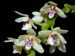 Tuberolabium_kotoense