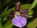 Zygopetalum