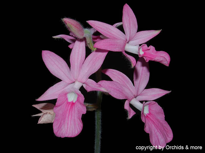 Calanthe_rosea