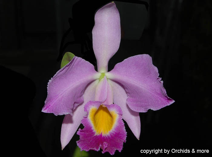 Cattleya_eldorado