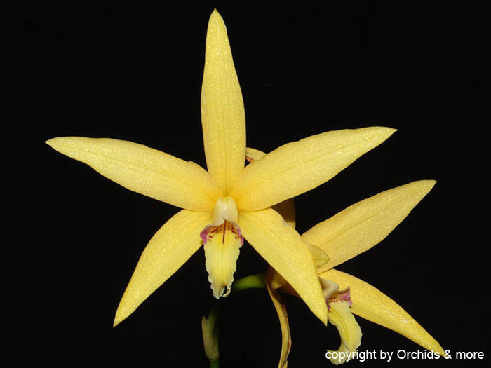 Laelia_cinnabarinaxanceps