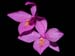 Barkeria_skinneri