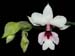 Calanthe_vestita