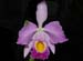 Cattleya_eldorado