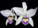 Laelia_anceps_veitchiana