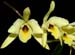 Laelia_aurea