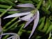Leptotes_unicolor