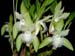 Lycaste_trifoliata