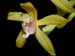 Macradenia_lutescens