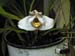 Maxillaria_topf