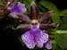 Zygopetalum_arthur_elle