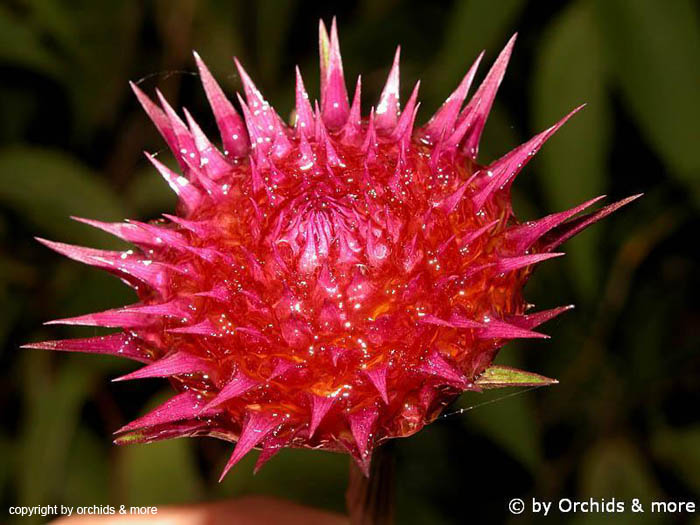 Elleanthus_capidatus