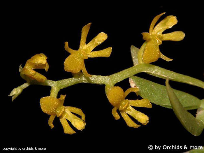 Eloyella_cundinamarcae