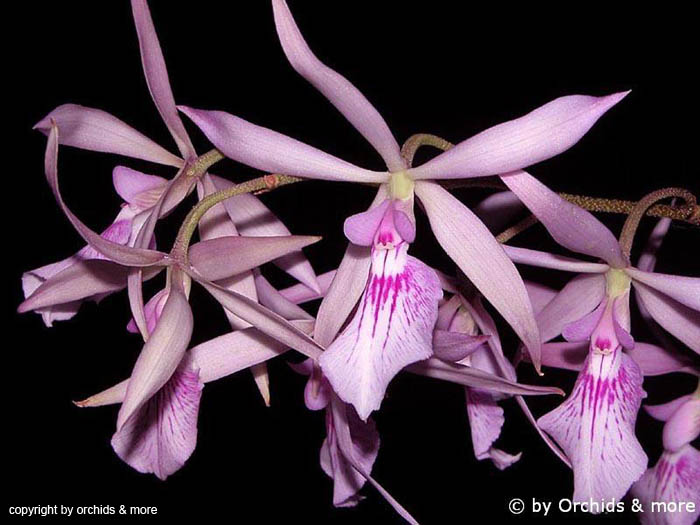 Encyclia_adenocaula