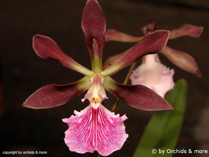 Encyclia_atropurpurea