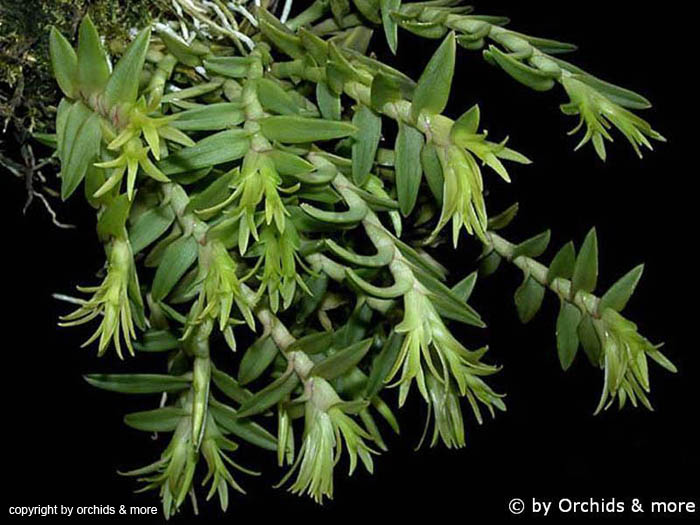 Epidendrum_siphonosepalum
