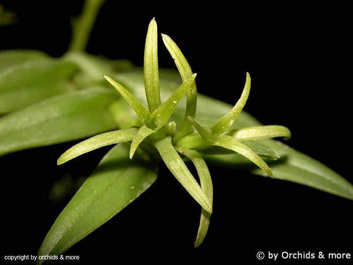 Epidendrum_syphonosepalum