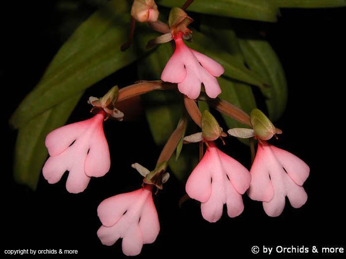 Habenaria